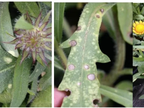 Entyloma gaillardianum