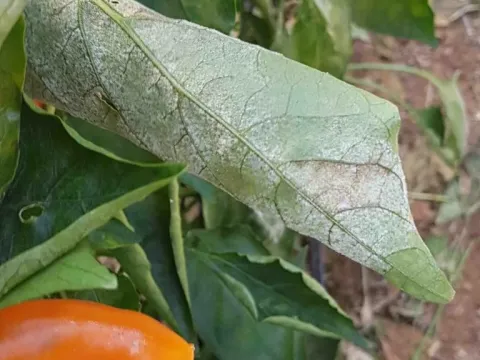 Powdery mildew (Leveillula)