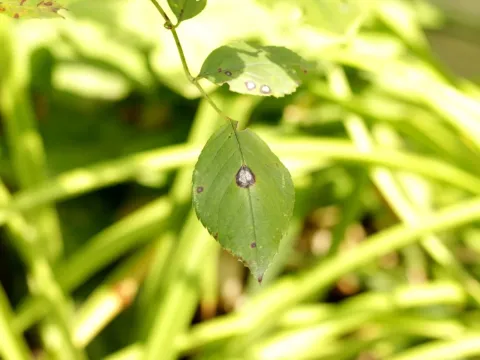Pestalotiopsis