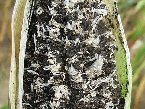 Sporisorium