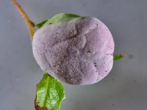Exobasidium rostrupii