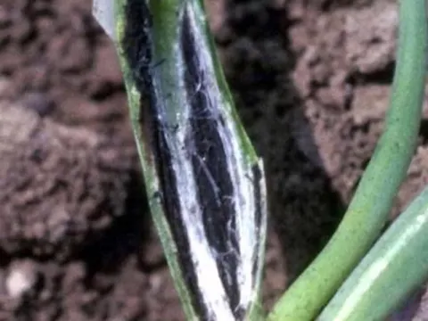 Urocystis colchici