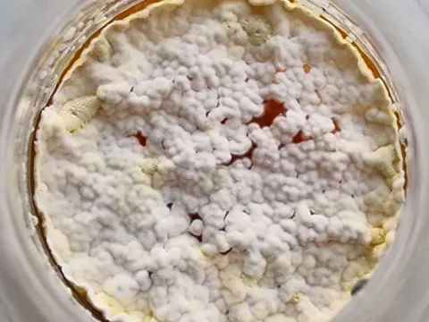 Rhizopus oryzae