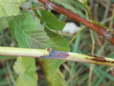 Raspberry spur blight