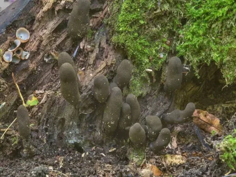 Xylaria polymorpha