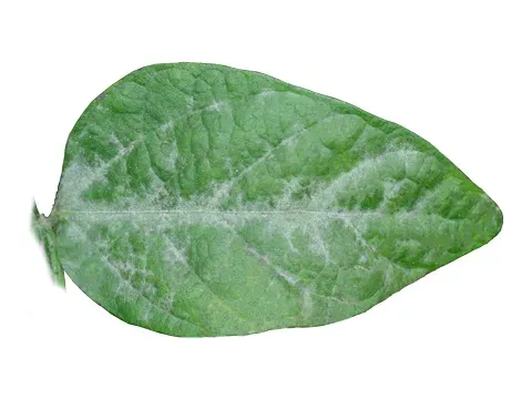Soybean powdery mildew