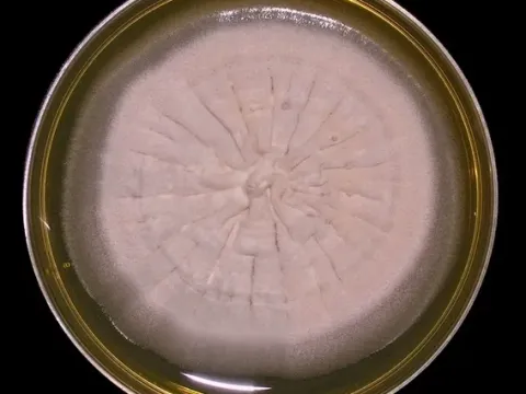 Cephalosporium