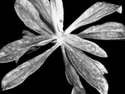 Carnation vein mottle virus