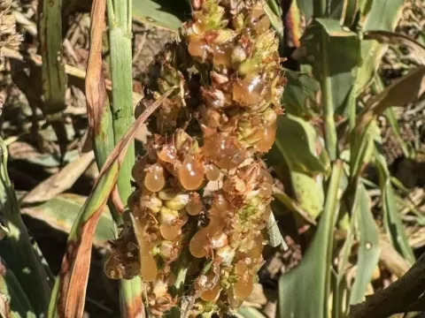 Sorghum ergot