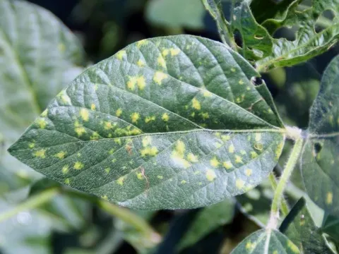Soybean downy mildew
