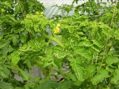 Вірус жовтої кучерявості листя томата (штам Кокена)