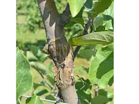 Apple bark canker