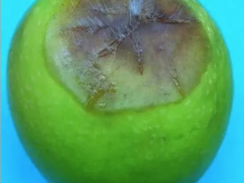 Мукор грушевидный
