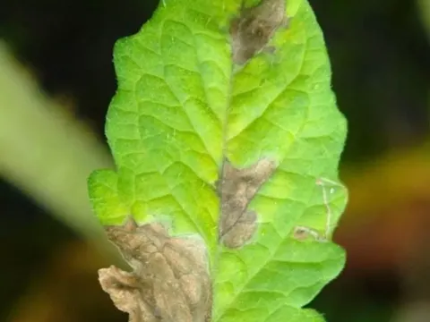 Stemphylium leaf spot