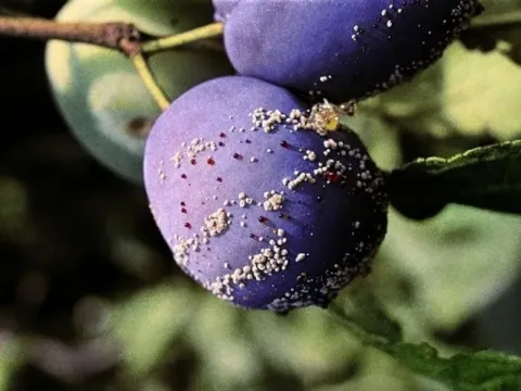 Полістигмоз сливи