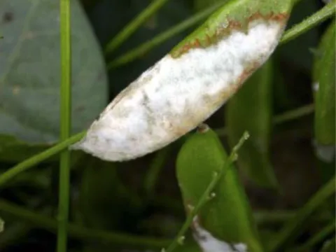 Bean blight