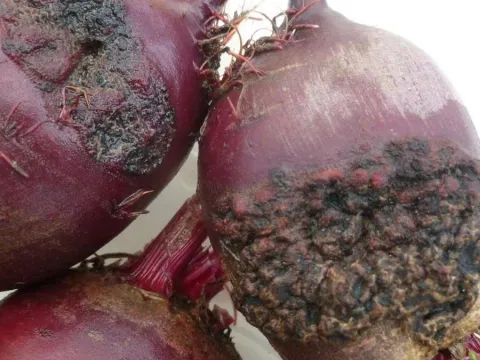 Beet phoma leaf spot