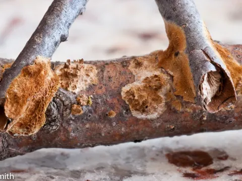 Гименохете склеивающая
