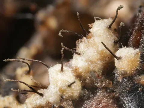 Syspastospora parasitica