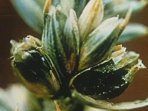 Tilletia laevis