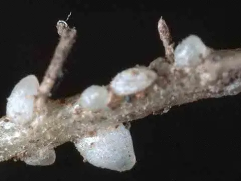 Cabbage cyst nematode