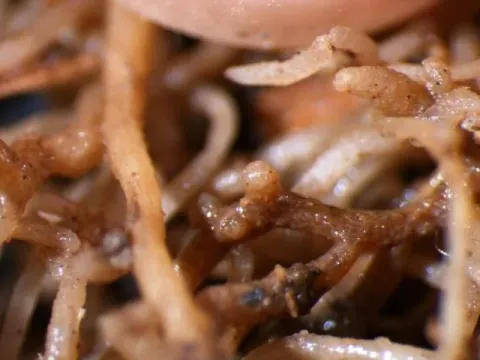 Cereal cyst nematode