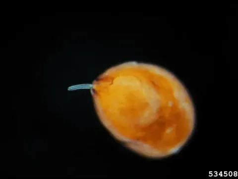 Sugarcane cyst nematode