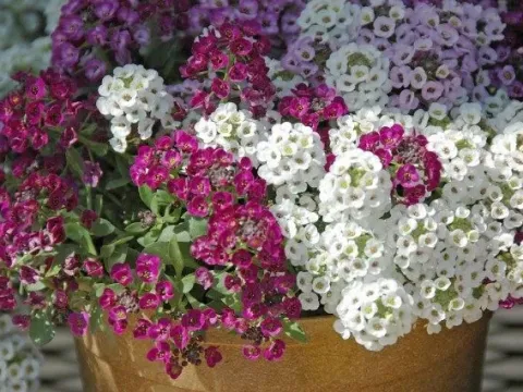 Lobularia hybrids
