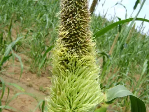 Sclerospora graminicola