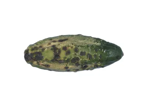 Scab of cucumber