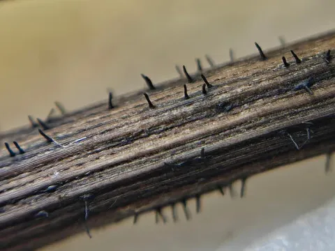 Diaporthe arctii