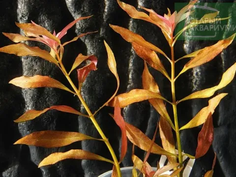 Ludwigia hybrid
