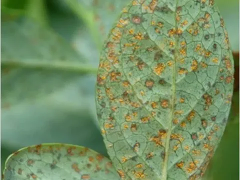 Blueberry rust