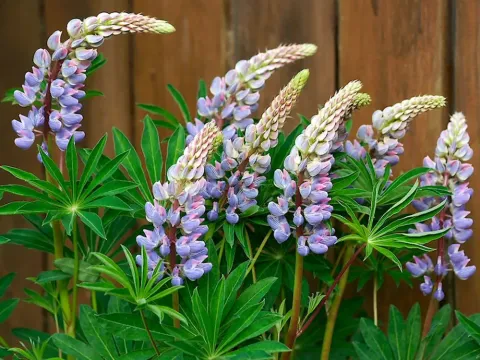 Hybrid lupin