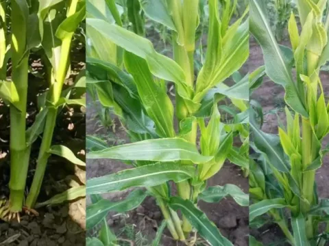Maize bushy stunt