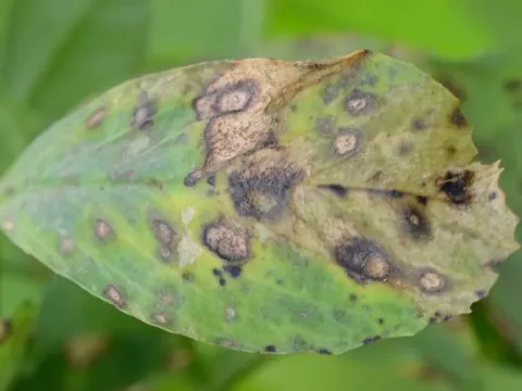 Leptosphaerulina leaf spot