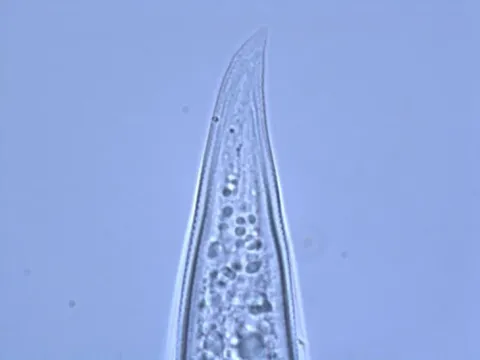 Merlinius