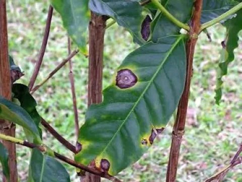 Coffee cercospora leaf spot