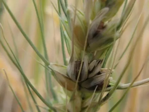 Dwarf bunt of wheat