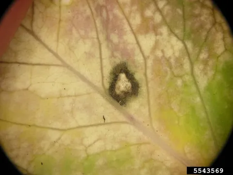 White leaf spot of brassicas