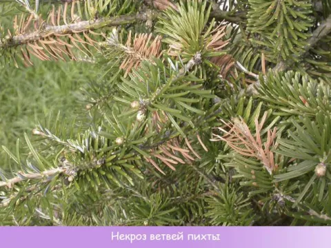 Вальсовый некроз пихты