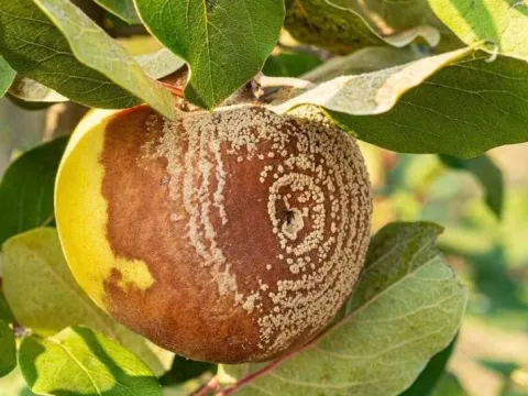 Моніліоз яблуні