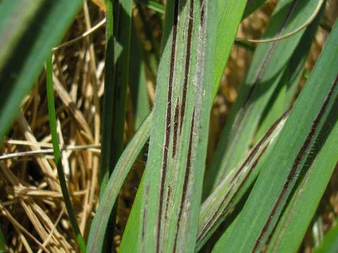 Flag smut of wheat