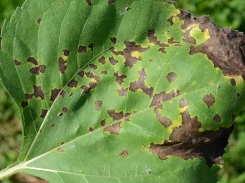 Septoria leaf spot of sunflower