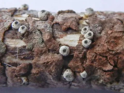 Schizoxylon microsporum