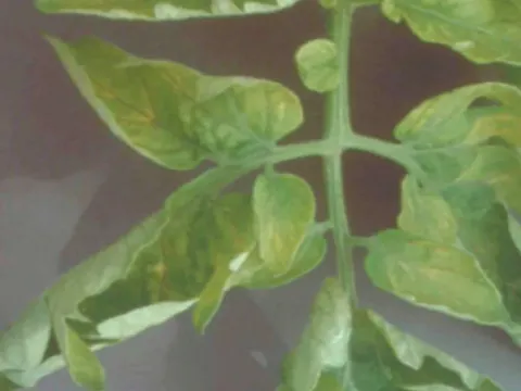 Boron deficiency