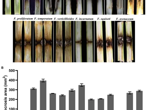 Fusarium meridionale