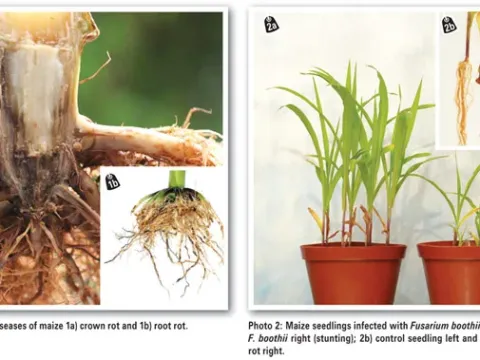 Fusarium boothii