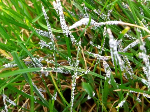 Physarum cinereum
