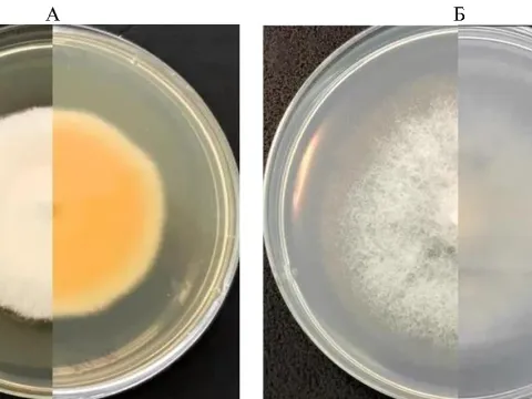 Fusarium incarnatum